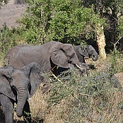 "Elephant" Kruger National Park, South Africa
